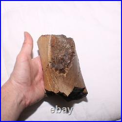 Large Chunk of DINOSAUR BONE Authentic Fossil Hell Creek Formation Cretaceous