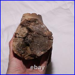 Large Chunk of DINOSAUR BONE Authentic Fossil Hell Creek Formation Cretaceous