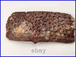 Large Cretaceous Crocodilian Scute (Osteoderm) Kem Kem Beds Morocco