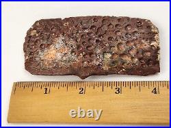 Large Cretaceous Crocodilian Scute (Osteoderm) Kem Kem Beds Morocco