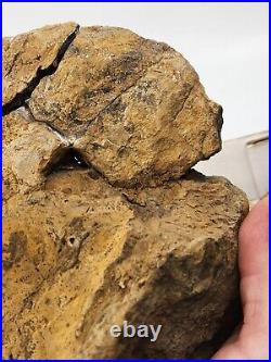 Large Dinosaur Bone Fossil Projects Morrison Fm. Self Dug Big Horn Co, WY