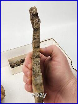 Large Dinosaur Bone Fossil Projects Morrison Fm. Self Dug Big Horn Co, WY