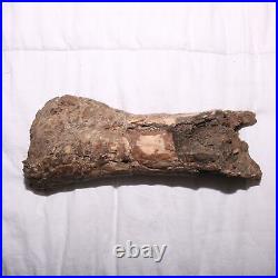 Large Gnawed Dinosaur Bone Fossil Hell Creek Formation Cretaceous BEAUTY