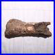 Large Gnawed Dinosaur Bone Fossil Hell Creek Formation Cretaceous BEAUTY