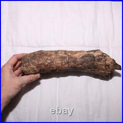 Large Gnawed Dinosaur Bone Fossil Hell Creek Formation Cretaceous BEAUTY