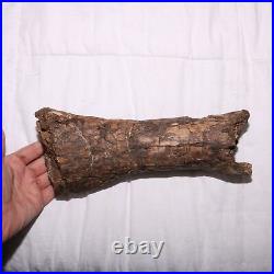 Large Gnawed Dinosaur Bone Fossil Hell Creek Formation Cretaceous BEAUTY