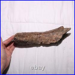 Large Gnawed Dinosaur Bone Fossil Hell Creek Formation Cretaceous BEAUTY