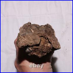 Large Gnawed Dinosaur Bone Fossil Hell Creek Formation Cretaceous BEAUTY