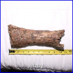 Large Gnawed Dinosaur Bone Fossil Hell Creek Formation Cretaceous BEAUTY