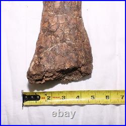 Large Gnawed Dinosaur Bone Fossil Hell Creek Formation Cretaceous BEAUTY