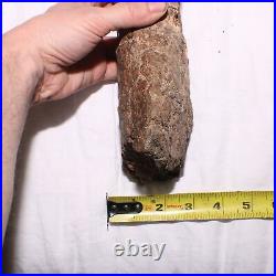 Large Gnawed Dinosaur Bone Fossil Hell Creek Formation Cretaceous BEAUTY