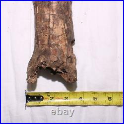 Large Gnawed Dinosaur Bone Fossil Hell Creek Formation Cretaceous BEAUTY