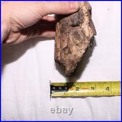 Large Gnawed Dinosaur Bone Fossil Hell Creek Formation Cretaceous BEAUTY