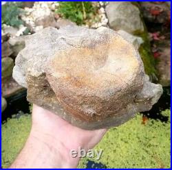 Large Hadrosaur Dinosaur Fossil Vertebrae Bone Edmontosaurus 130mm Hell Creek