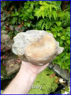 Large Hadrosaur Dinosaur Fossil Vertebrae Bone Edmontosaurus 130mm Hell Creek