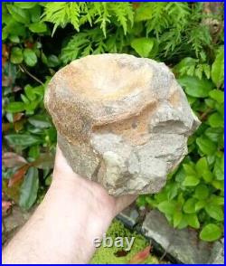 Large Hadrosaur Dinosaur Fossil Vertebrae Bone Edmontosaurus 130mm Hell Creek