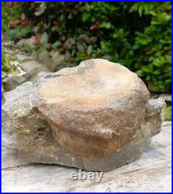 Large Hadrosaur Dinosaur Fossil Vertebrae Bone Edmontosaurus 130mm Hell Creek