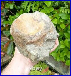 Large Hadrosaur Dinosaur Fossil Vertebrae Bone Edmontosaurus 130mm Hell Creek