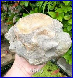 Large Hadrosaur Dinosaur Fossil Vertebrae Bone Edmontosaurus 130mm Hell Creek