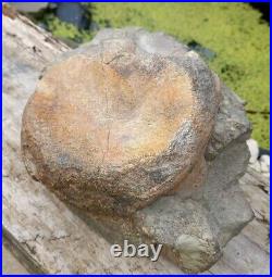 Large Hadrosaur Dinosaur Fossil Vertebrae Bone Edmontosaurus 130mm Hell Creek