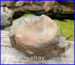 Large Hadrosaur Dinosaur Fossil Vertebrae Bone Edmontosaurus 130mm Hell Creek