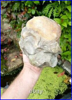 Large Hadrosaur Dinosaur Fossil Vertebrae Bone Edmontosaurus 130mm Hell Creek