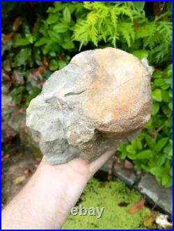 Large Hadrosaur Dinosaur Fossil Vertebrae Bone Edmontosaurus 130mm Hell Creek