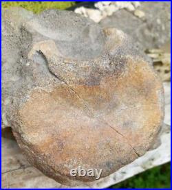 Large Hadrosaur Dinosaur Fossil Vertebrae Bone Edmontosaurus 130mm Hell Creek