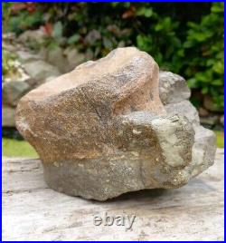 Large Hadrosaur Dinosaur Fossil Vertebrae Bone Edmontosaurus 130mm Hell Creek