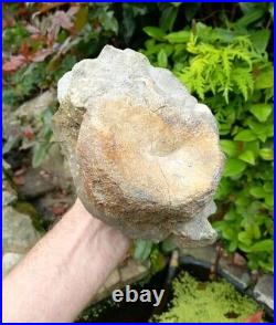 Large Hadrosaur Dinosaur Fossil Vertebrae Bone Edmontosaurus 130mm Hell Creek