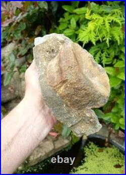 Large Hadrosaur Dinosaur Fossil Vertebrae Bone Edmontosaurus 130mm Hell Creek