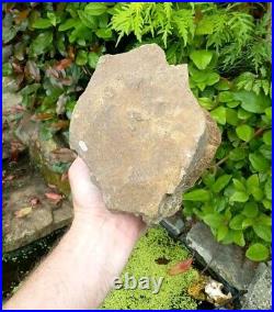 Large Hadrosaur Dinosaur Fossil Vertebrae Bone Edmontosaurus 130mm Hell Creek