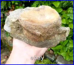 Large Hadrosaur Dinosaur Fossil Vertebrae Bone Edmontosaurus 130mm Hell Creek