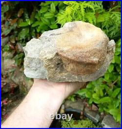 Large Hadrosaur Dinosaur Fossil Vertebrae Bone Edmontosaurus 130mm Hell Creek