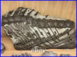 Large Ichthyosaur Fossil Jurassic Coast Vertebra Bone Block Dinosaur