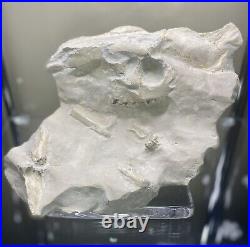 Large Oreodont Fossil Skull and Bone in Matrix from White River Formation