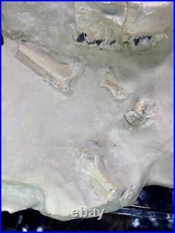 Large Oreodont Fossil Skull and Bone in Matrix from White River Formation