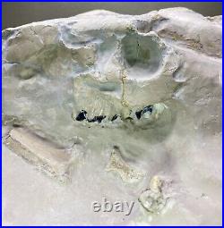 Large Oreodont Fossil Skull and Bone in Matrix from White River Formation