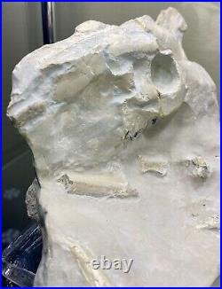 Large Oreodont Fossil Skull and Bone in Matrix from White River Formation