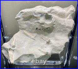 Large Oreodont Fossil Skull and Bone in Matrix from White River Formation