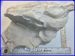 Large Oreodont Fossil Skull and Bone in Matrix from White River Formation