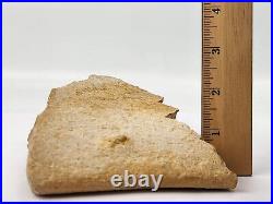 Large Unidentified Dinosaur Bone Fossil Kem Kem Beds Cretaceous Morocco