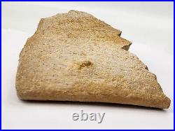 Large Unidentified Dinosaur Bone Fossil Kem Kem Beds Cretaceous Morocco