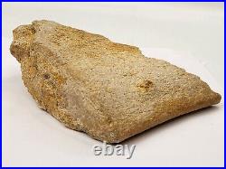 Large Unidentified Dinosaur Bone Fossil Kem Kem Beds Cretaceous Morocco