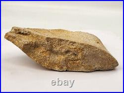 Large Unidentified Dinosaur Bone Fossil Kem Kem Beds Cretaceous Morocco