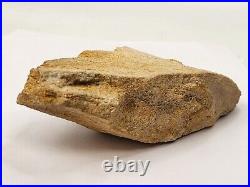 Large Unidentified Dinosaur Bone Fossil Kem Kem Beds Cretaceous Morocco