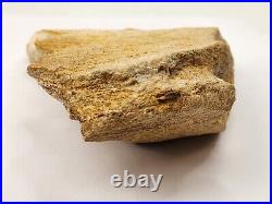 Large Unidentified Dinosaur Bone Fossil Kem Kem Beds Cretaceous Morocco