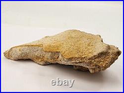 Large Unidentified Dinosaur Bone Fossil Kem Kem Beds Cretaceous Morocco