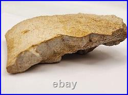 Large Unidentified Dinosaur Bone Fossil Kem Kem Beds Cretaceous Morocco