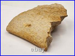 Large Unidentified Dinosaur Bone Fossil Kem Kem Beds Cretaceous Morocco